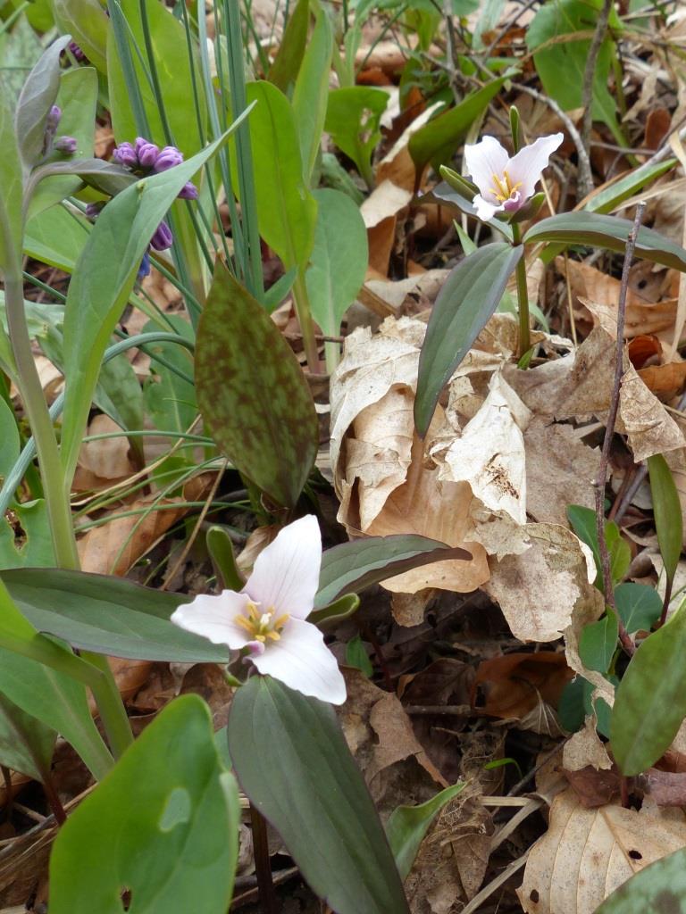 ...only ones know to exist anywhere around here.