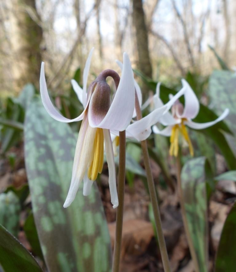 White trout lily: Erythronium albidum