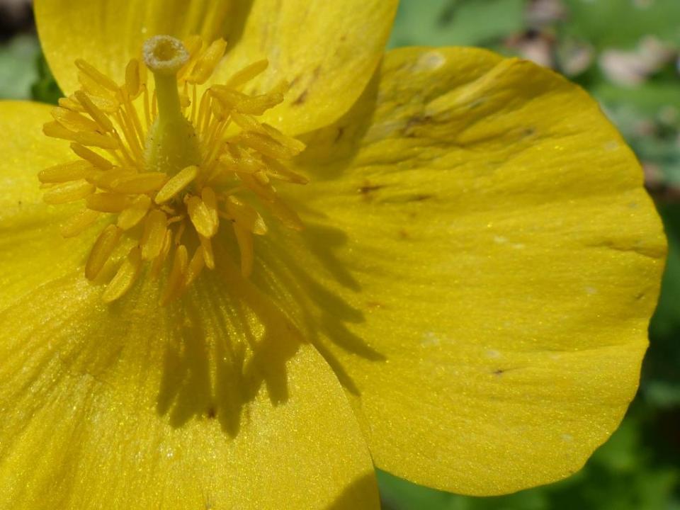 Celandine poppy. The zenith.