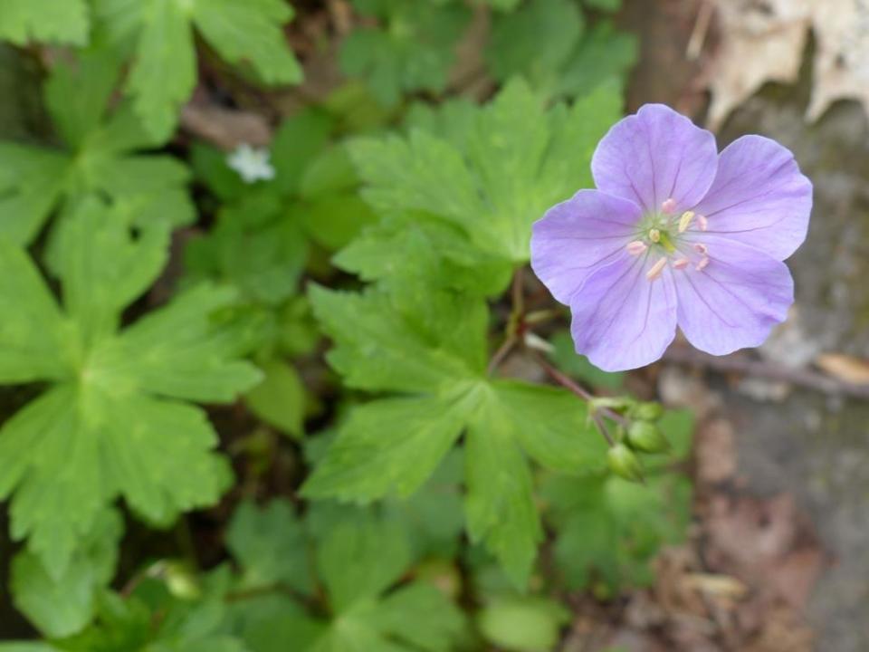 Wild geranium. A lighter shade of pale?