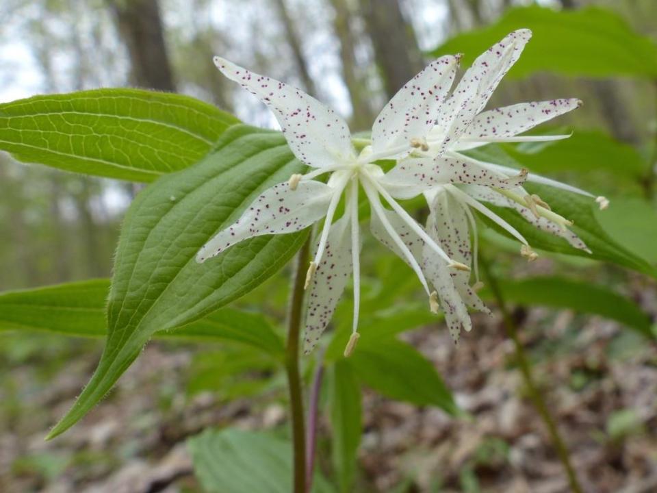 Spotted Mandarin. Coolest name in the woods.