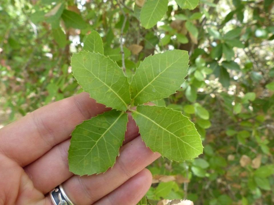 Quercus calliprinos, Valonia oak.