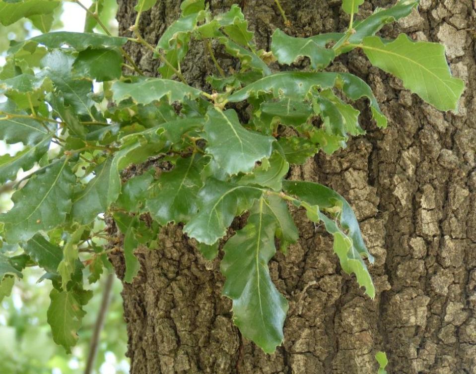 Quercus ithaburensis, Valonia oak.