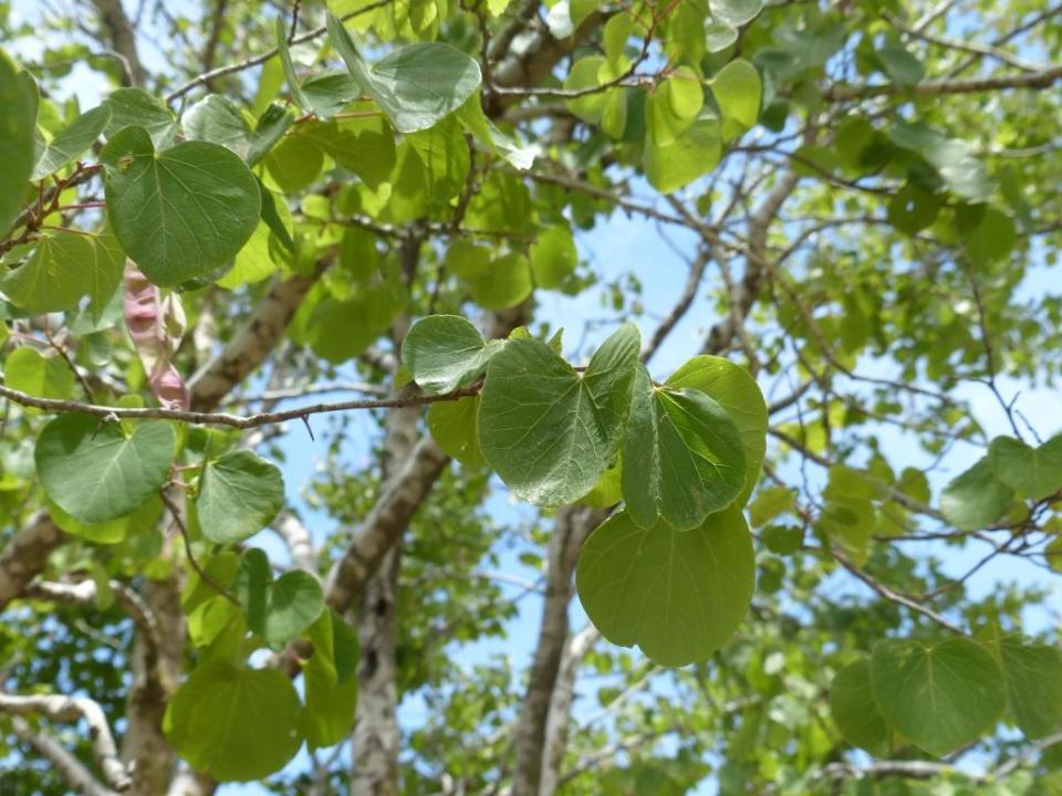 Cercis siliquastrum, close relative of Cercis canadensis, the Eastern redbud. This Middle Eastern species is sometimes called the "Judas tree," an ugly name for a tree that festoons itself in pink and has, presumably, no quarrel with either Judas or his betrayed companion.