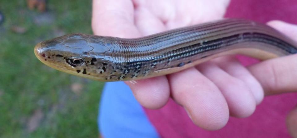 Glass lizard: note ticks attached in the fold of skin down its flank. The island is amply endowed with ticks. A never-failing succession of them.