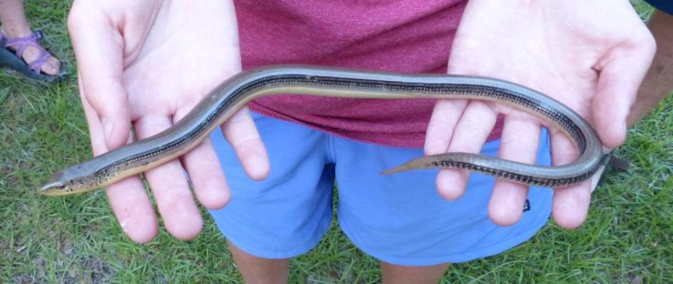 Eastern glass lizard, a legless lizard. This one has lost and regrown its tail. They get their vitrine name from the fragility of the tail.