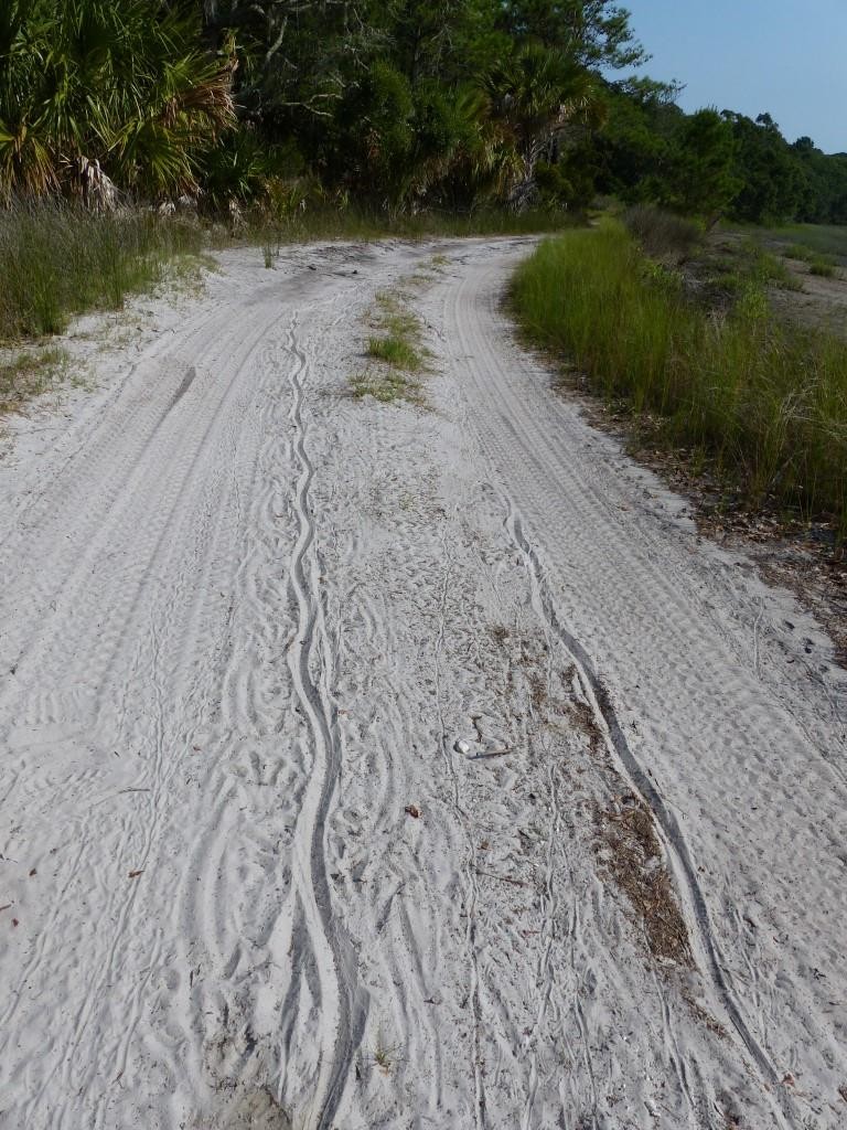 Alligator tracks on the sandy road.