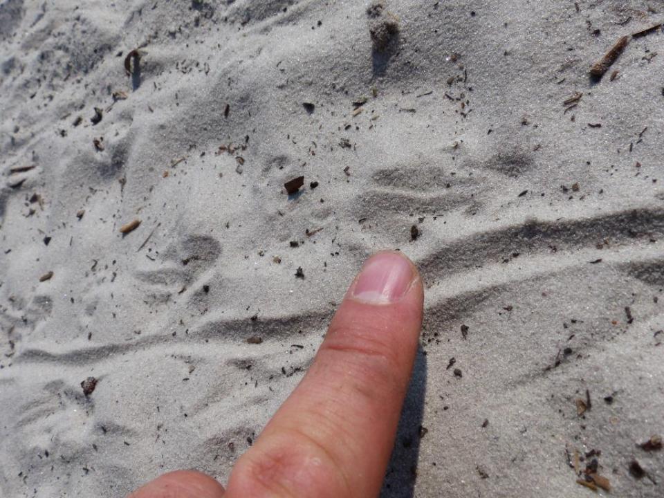Baby Gator footprint and tail drag.