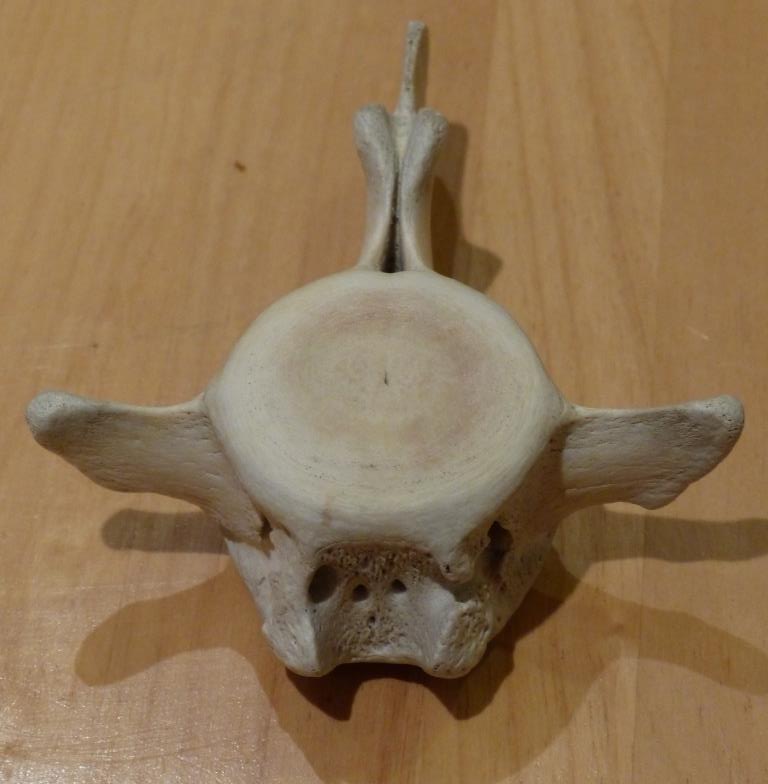 Vetebra from dolphin. Found by Annya Shalun on beach.