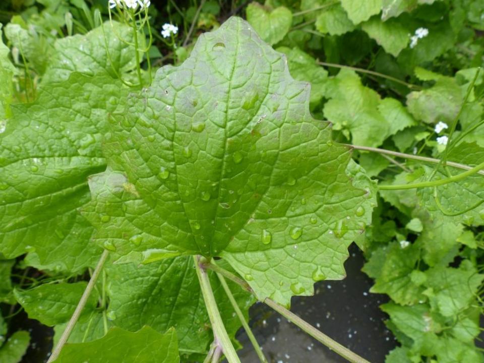 garlicmustard