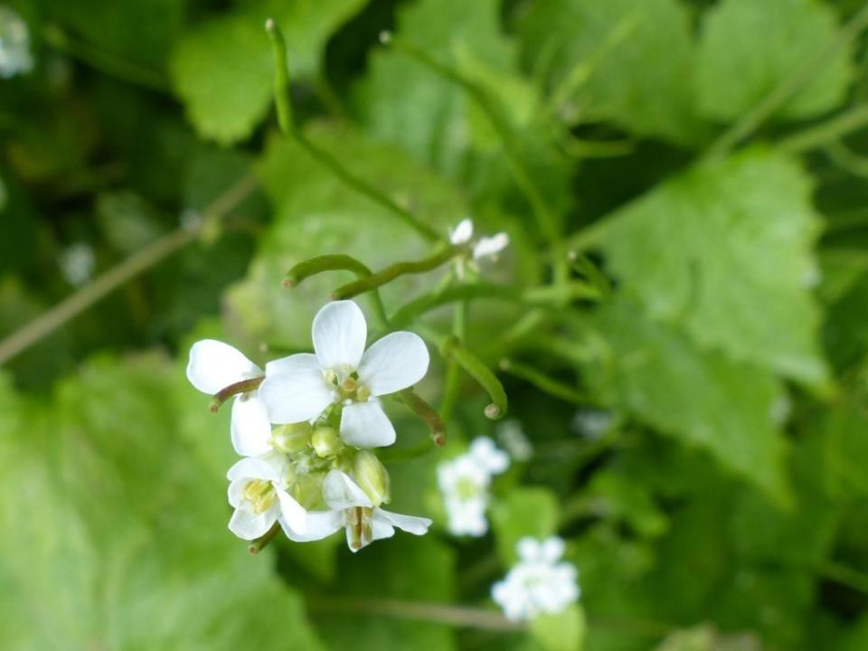 garlicmustard2