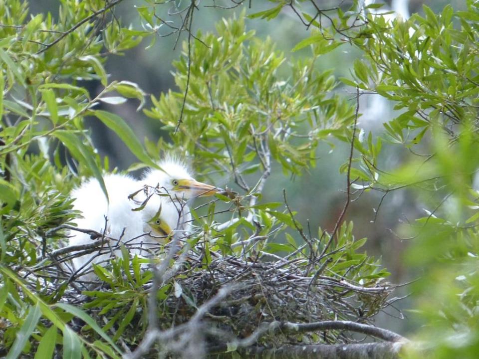 Great egret chicks.