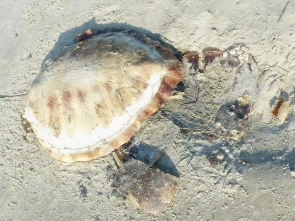 Carapace of loggerhead turtle washed up on beach. Cause of death is unclear.