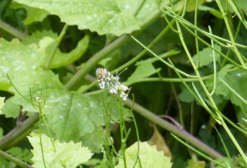 Orange-tip butterfly, male, on Jack-in-the-hedge. South Queensferry, Scotland.