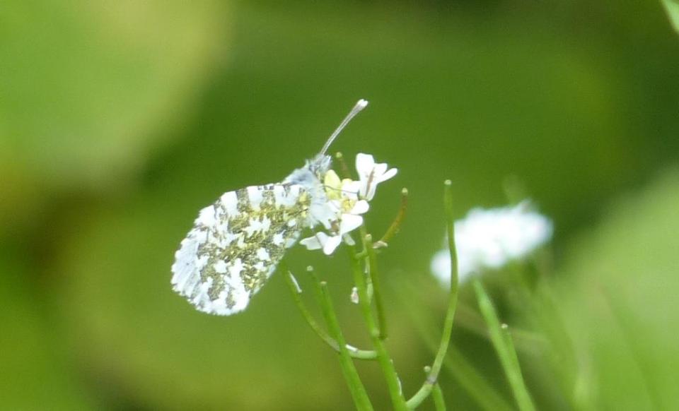 Orange-tip butterfly, female. South Queensferry, Scotland.