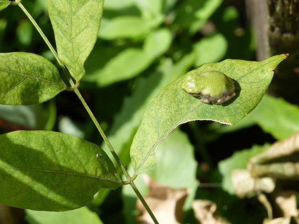 2014-08-24 Young Copes Gray Treefrog 001