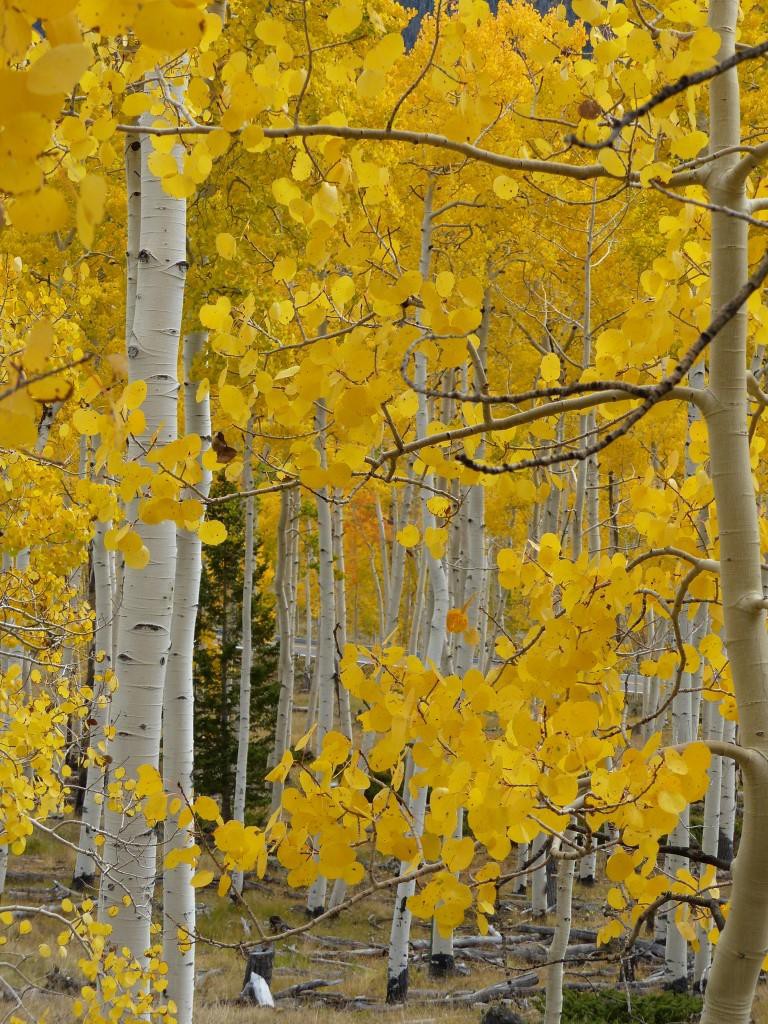 2014-10-08 Pando aspen 004