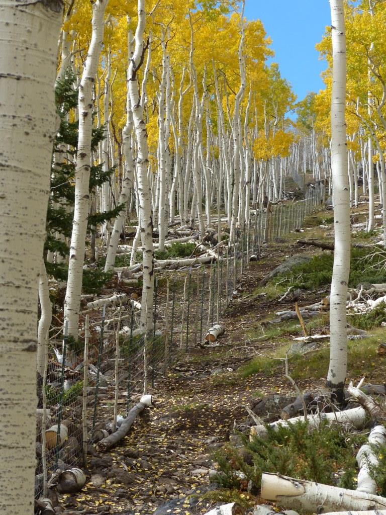 2014-10-08 Pando aspen 011