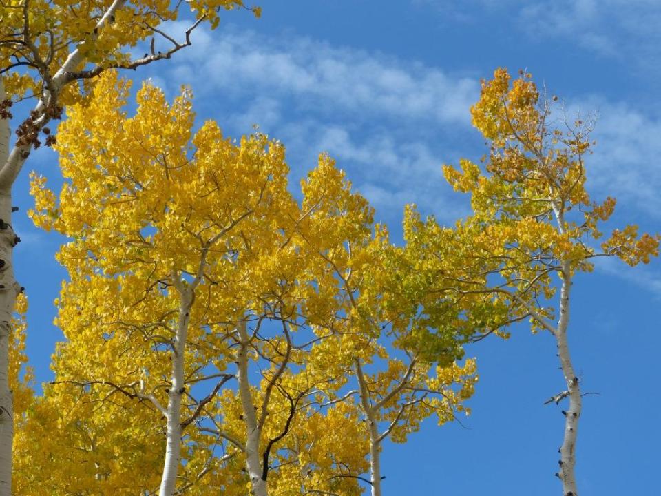 2014-10-08 Pando aspen 016