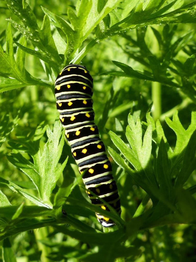 2014-10-22 swallowtail caterpillar 005