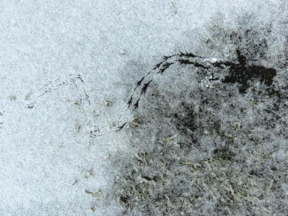 2015-02-17 snowprints 006