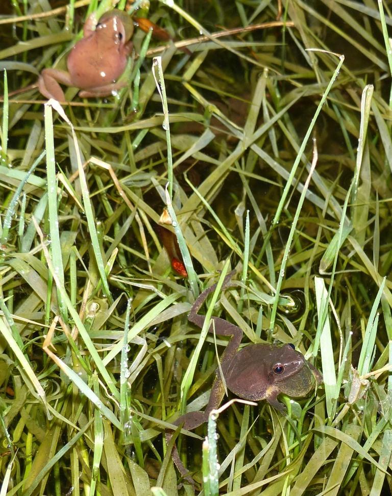 2015-03-04 peepers hawkins lane 007