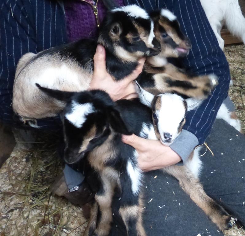 2015-03-20 Cassias quads goats 046