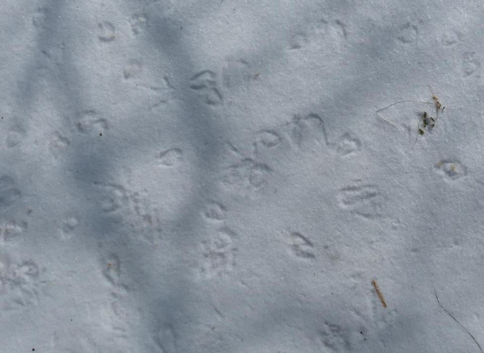 goat snow prints