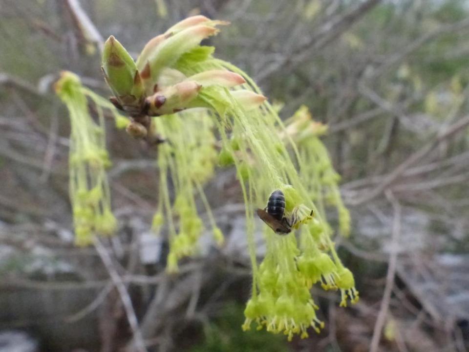 2015-04-03 maple 028