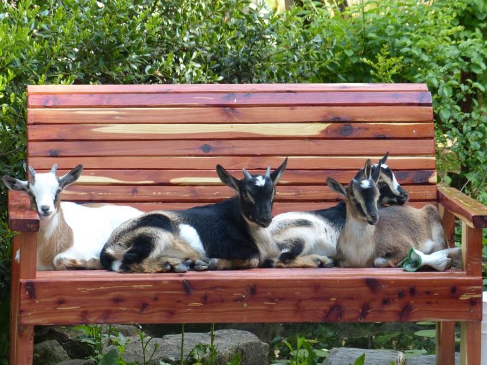 bench goats