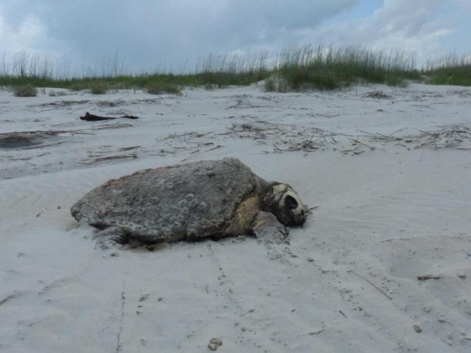 2015-06-12 turtle necropsy 002