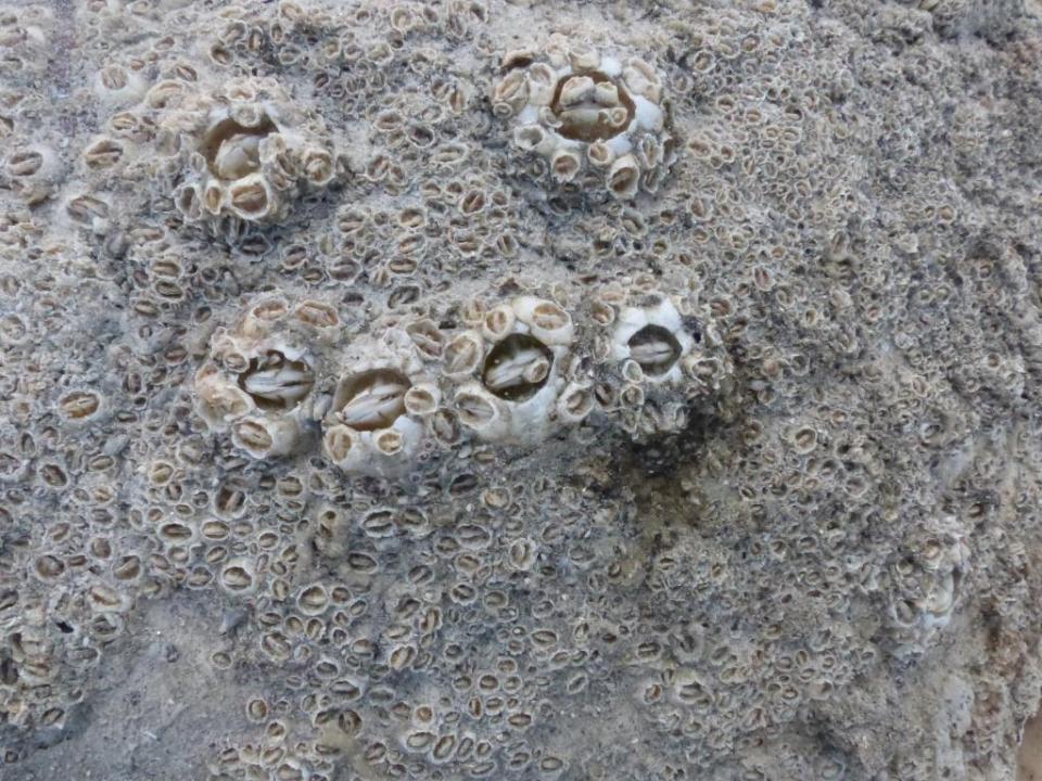 2015-06-12 turtle necropsy 003