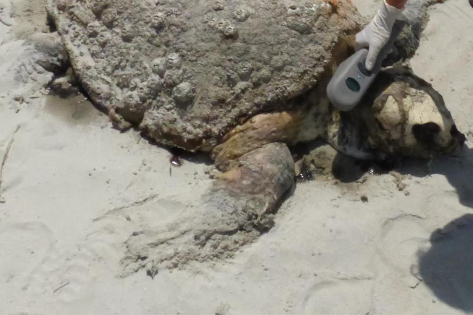 2015-06-12 turtle necropsy 008