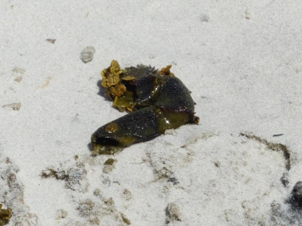 2015-06-12 turtle necropsy 017