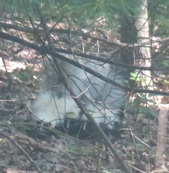 2015-06-24 Skunk and skunk babies 002