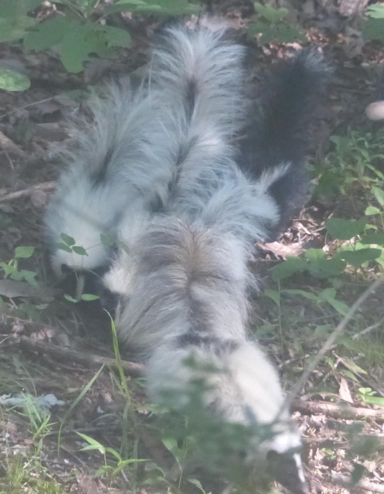 2015-06-24 Skunk and skunk babies 005