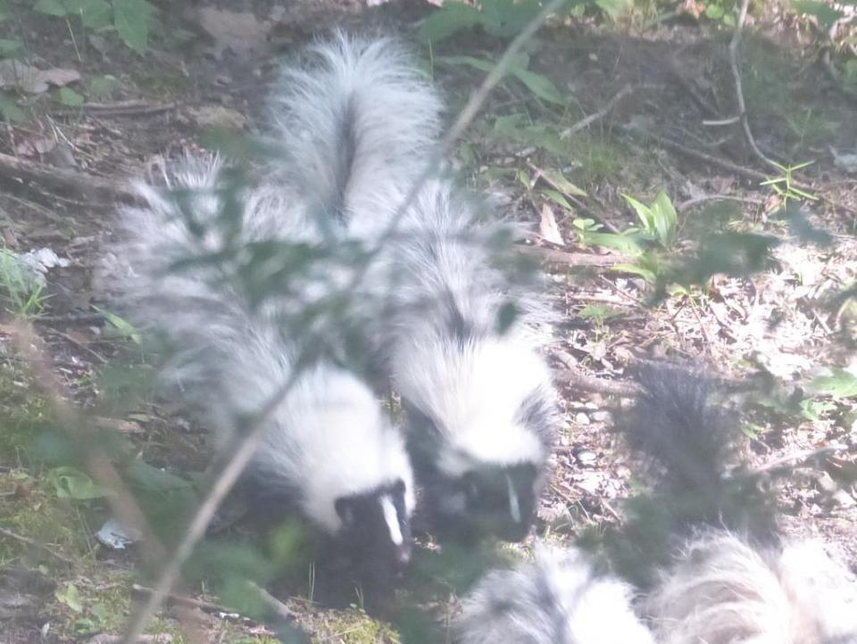 2015-06-24 Skunk and skunk babies 006