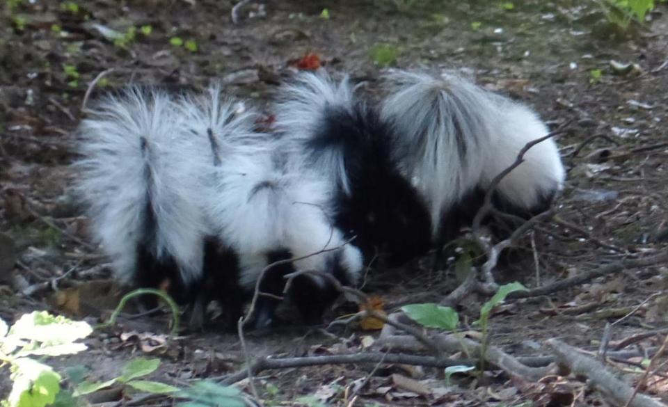 2015-06-24 Skunk and skunk babies 014