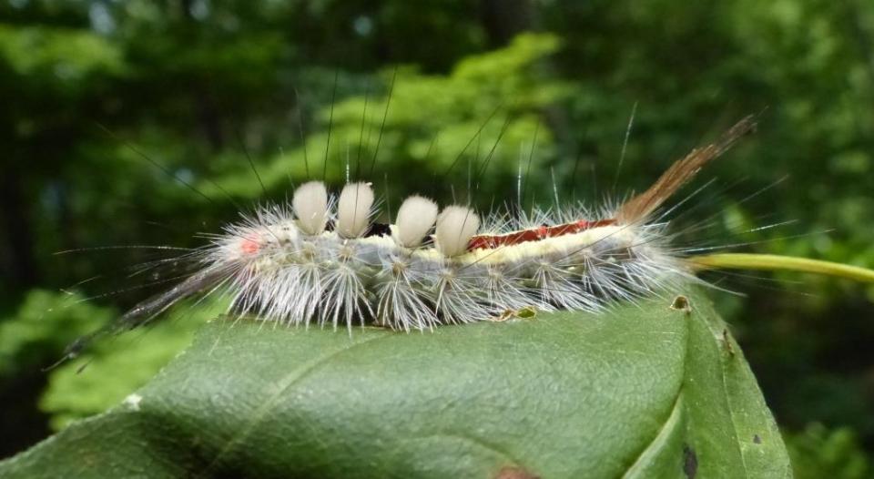 2015-06-29 tussock moth caterpillar 008