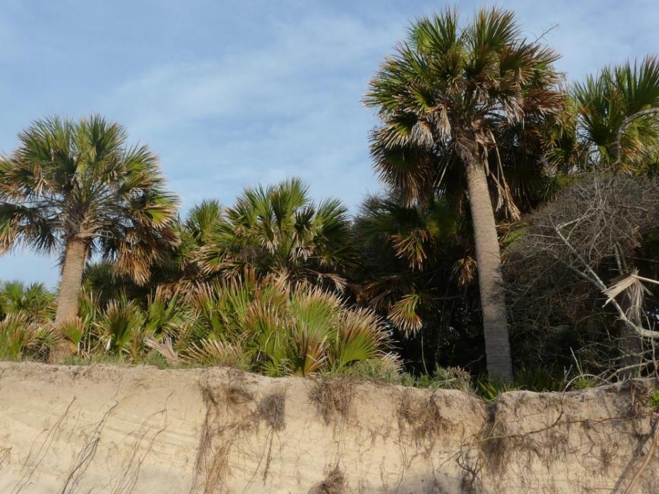 sabal palm