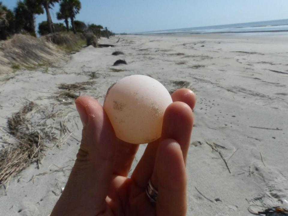 turtle egg
