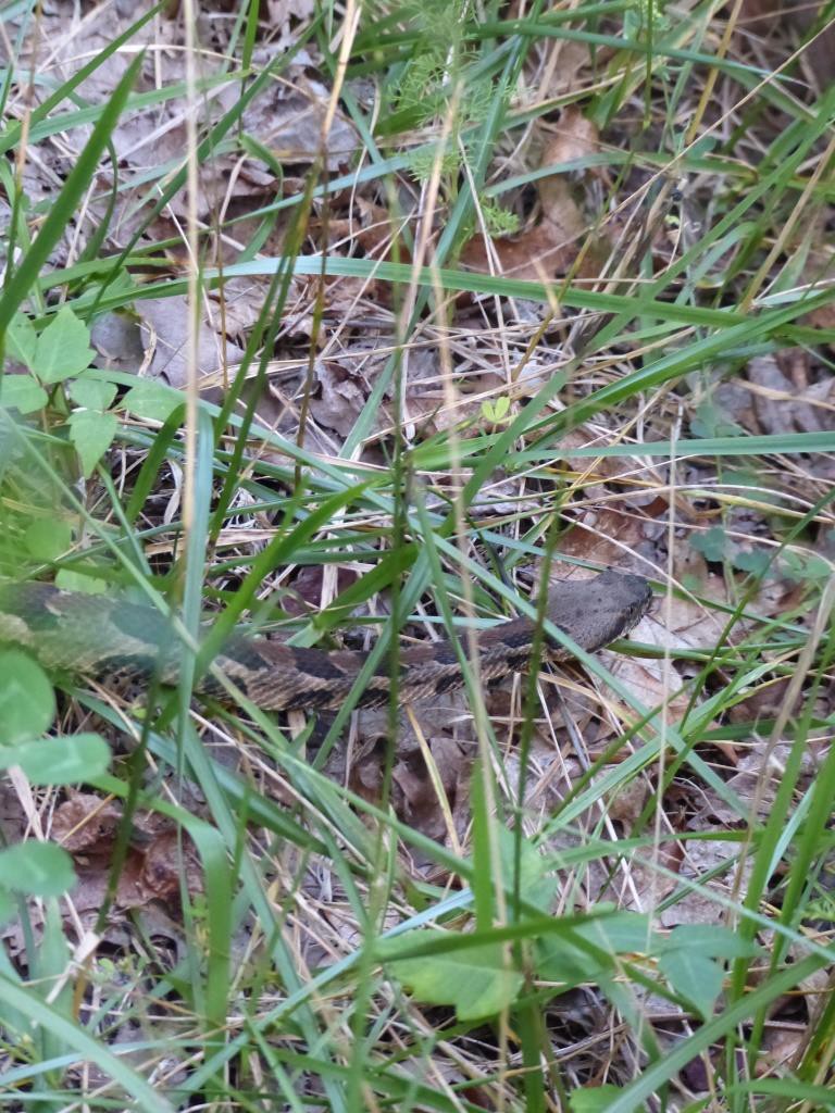 2015-07-07 rattlesnake 008