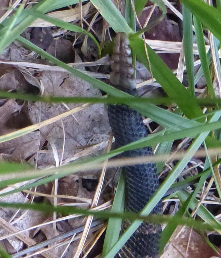 2015-07-07 rattlesnake 011