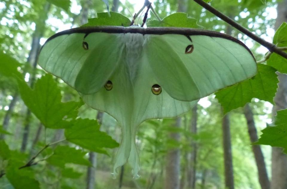 2015-07-29 luna moth 002