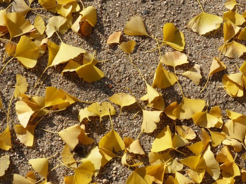 2014-11-21 Hiroshima 155