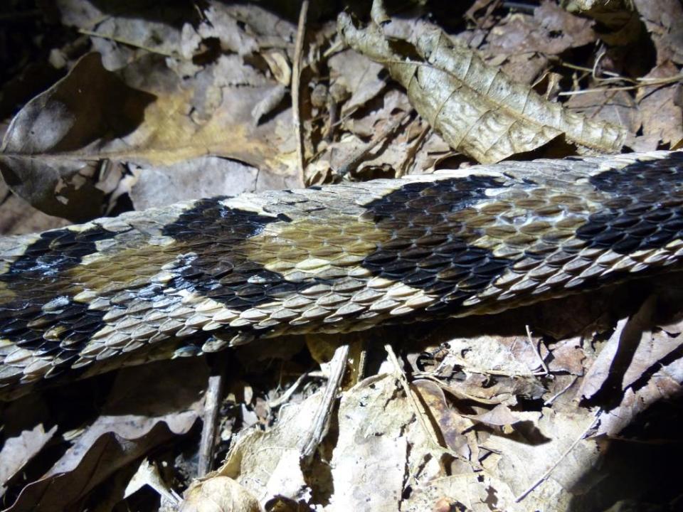 2015-08-05 Rattlesnake 012