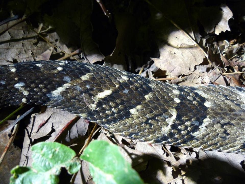 2015-08-05 Rattlesnake 024