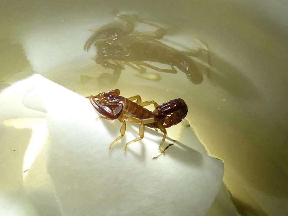 2015-09-04 scorpion 003