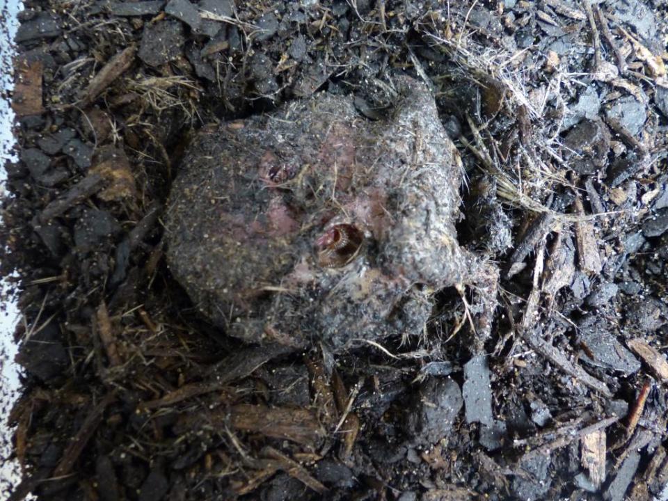 Nicrophorus tomentosus (the gold-necked carrion beetle) larvae on a mouse cadaver.