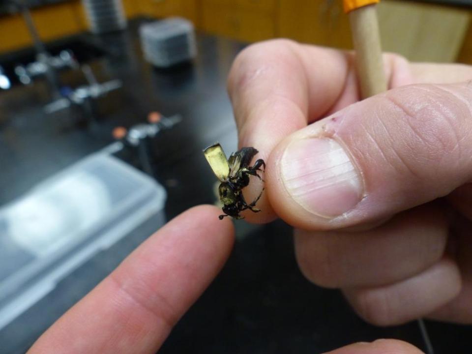 Underwing yellow. The flight of the bumblebee, interpreted by a carrion beetle.